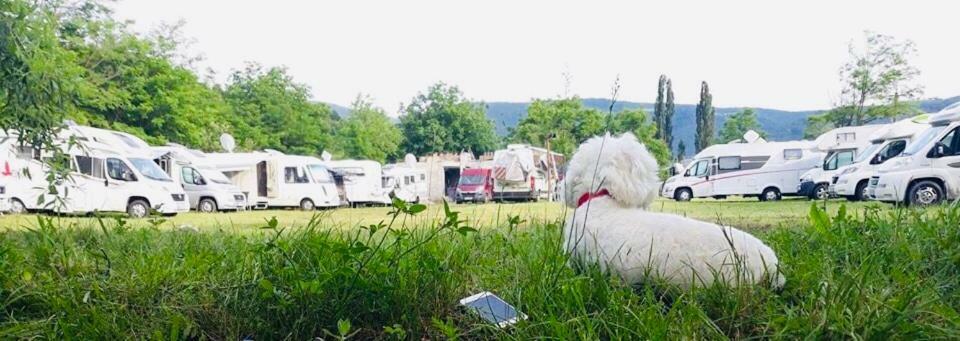 Camping In Clisura Dunarii Ieşelniţa Exteriör bild